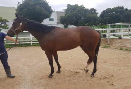 ������ ����