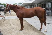 û�����̴� (CHEONGSU RIDER) ����