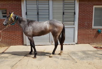 ����ĸƾ ����