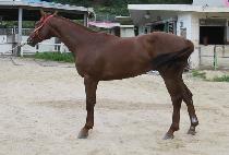 ��ȣ���Ĺ (YAHO GOLDEN CAT) ����