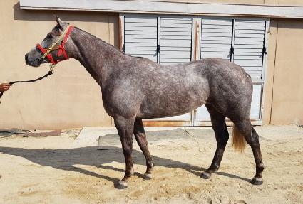 ������ ����