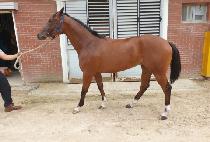 �����ͺ��� (MASTER BELLA) ����