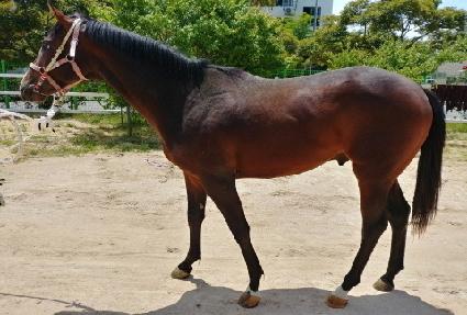 ������ŷ ����