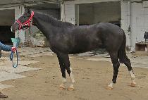 ����ŷ (VEGA KING) ����