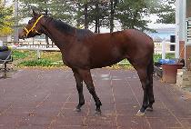 �������� (FOREVER ONE) ����