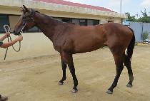 ¯�� (JJANGDOL) ����