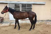 ��Ƽ�Ŀ� (MULTI POWER) ����