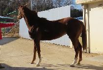 �ŵ����� (CINDERELLA) ����