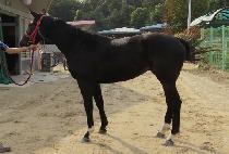 �������� (LOVING DANCER) ����