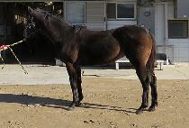 ���ϻ��� (SAEROK SAEROK) ����