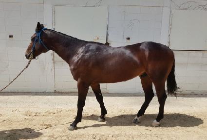 ��������̵� ����