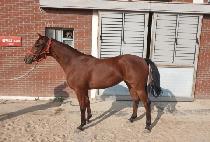 ����� (USEUNG QUEEN) ����