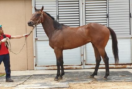 ����� ����