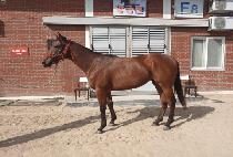 �������� (PRO WINNER) ����