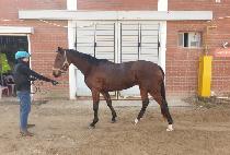 �ְ��巡�� (CHOEGANG DRAGON) ����