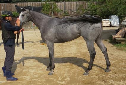 ���ʸ���Ŀ ����