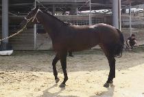 ���̳ο��̽� (FINAL ACE) ����