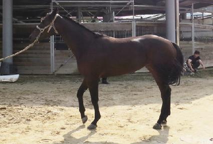 ���̳ο��̽� ����