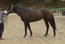 �ܺ��ȣ�� (DANBIWA HOSU) ����