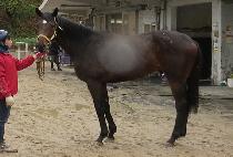 �¾��Ǵ� (TAEYANGUI NUN) ����