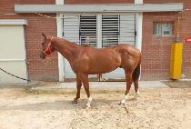 ���ڷ��� (ECHO RUSH) ����