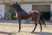 �׸����� (GREEN SAI) ����