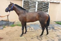 ��ī�������� (THE CHARISMA WON) ����