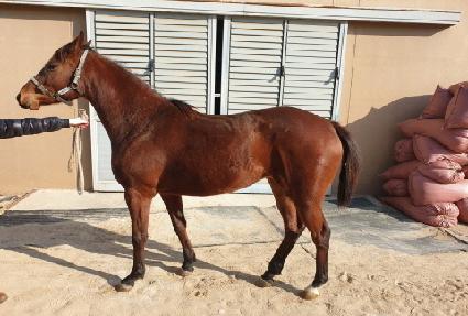 ��ī�������� ����