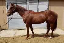 �Ƶ��ְ� (ADELE CHOEGO) ����