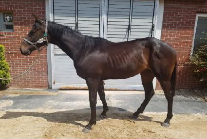 ��ٸ���ȣ ����