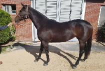 ��ٸ�Ȳ�� (BAEDARI HWANGHU) ����