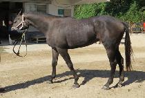 �޸��� (DALRIMI) ����