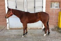 ������ (NEW LUX) ����