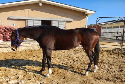 ���������� ����