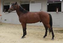 ��󺸰�õ (BRAVO GWACHEON) ����