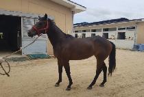 �������� (HAPPY WIND) ����