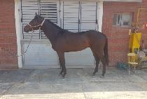 �׷���Ʈ���� (GREAT BOSS) ����