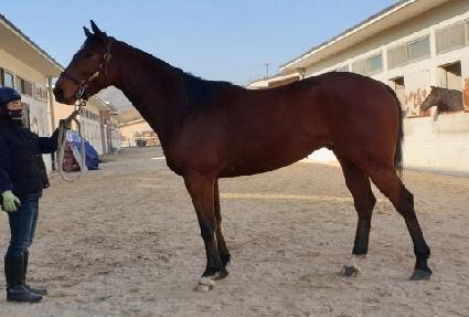 ������ﷻ ����