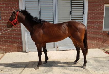 ���ǵ�ŷ�� ����