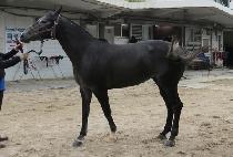 ������ġ�� (OVER ACHIEVE) ����