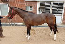 ���Ͻ��ö��� (BERNICE FLYING) ����