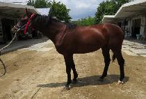 �������� (TONGIL JILJU) ����