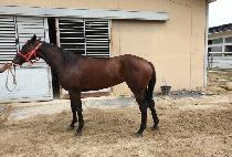 �������� (SINJIN GONGJU) ����