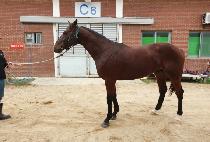 ������ȣ (SINJIN GANGHO) ����