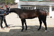 ���оƸ��Ƹ� (MUNHAK ARIARI) ����