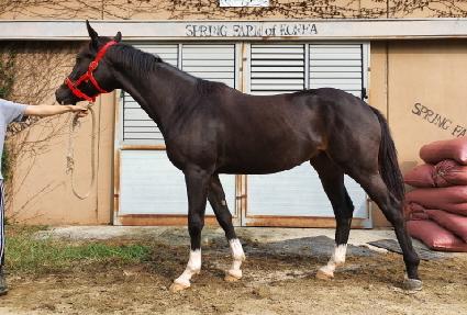 ���Ǳ��� ����