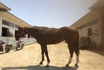 �ٺ��帲 (BABEL DREAM) ����