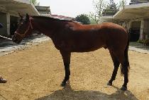 ž���������� (TAP MAGIC MASTER) ����