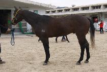 ũ���������� (CRAZY FACTOR) ����