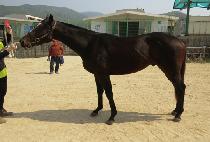 ����ظ� (GOLD HAMMER) ����